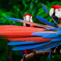 Guacamayo