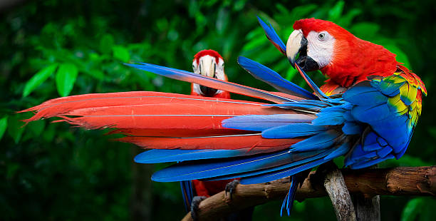 Guacamayo