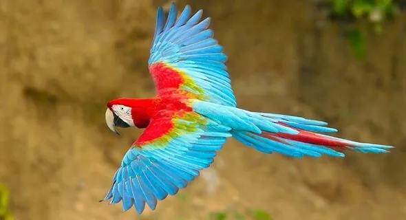 Guacamayo - Imagen 4