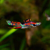 Guppy Endler