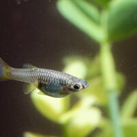 Guppy Endler Hembra