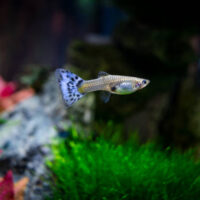 Guppy Hembra