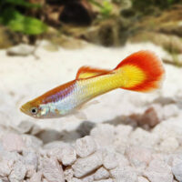 Guppy Macho