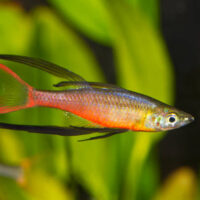 Iriatherina Werneri