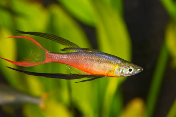 Iriatherina Werneri