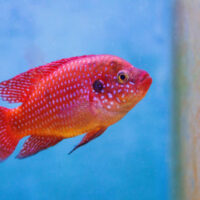 Rubricatochromis Lifalili (Ciclido Joya Rojo)