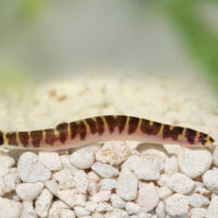 Kuhli