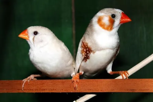 Diamante Mandarin - Imagen 4