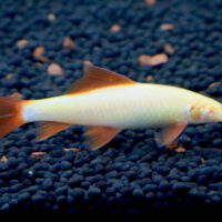 Labeo Albino