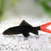 Labeo Bicolor