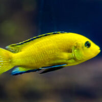Labidochromis Limón