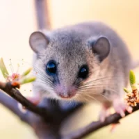 Lirón Africano Pigmeo