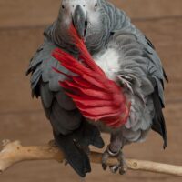 Loro Yaco De Cola Roja