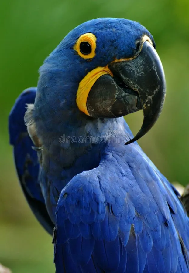 Guacamayo - Imagen 6