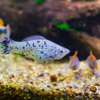 Molly