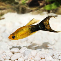 Molly Lyra Polvo de Oro