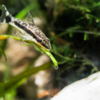 Otocinclus