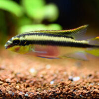 Pelvicachromis Pulcher (Kribensis)