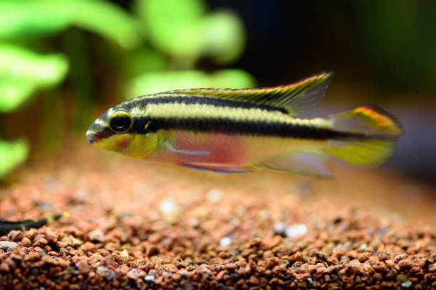 Pelvicachromis Pulcher (Kribensis)