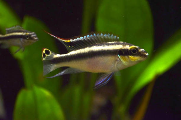 Pelvicachromis Pulcher (Kribensis) - Imagen 2