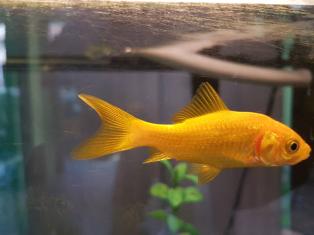 Cometa Amarillo