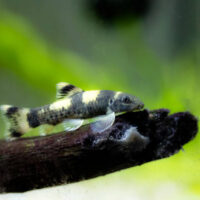 Garra Panda