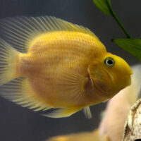 Pez Loro Amarillo