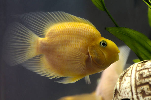 Pez Loro Amarillo