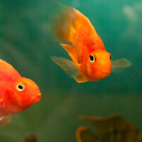 Pez Loro Rojo/Naranja