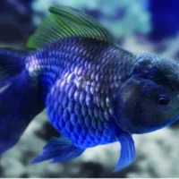 Oranda Azul