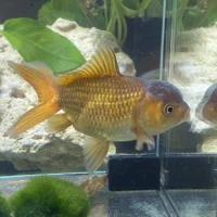 Oranda Chocolate