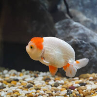 Ranchu