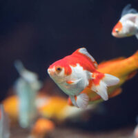 Ryukin Rojo y Blanco