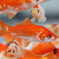 Sarasa