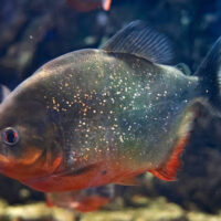 Piraña Pacu