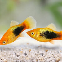 Platy