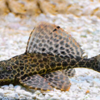 Plecostomus