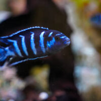 Pseudotropheus Demasoni