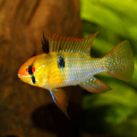 Ramirezi