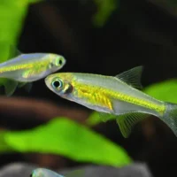 Rasbora Kubotai