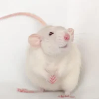 Rata Dumbo