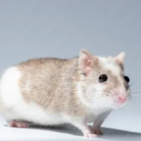 Ratón de Benín