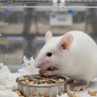 Ratón de Laboratorio