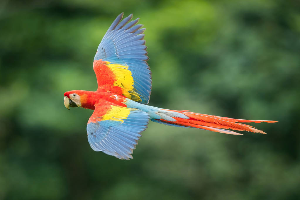 Guacamayo - Imagen 7