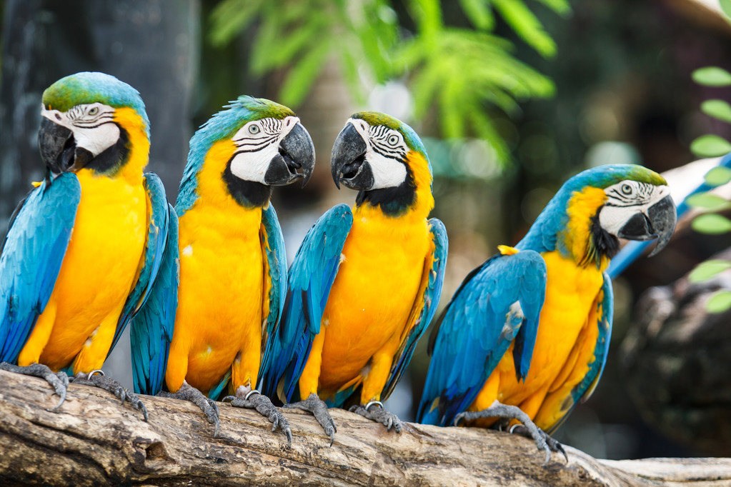 Guacamayo - Imagen 8