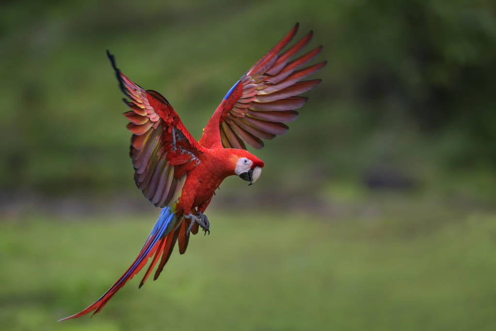 Guacamayo - Imagen 9
