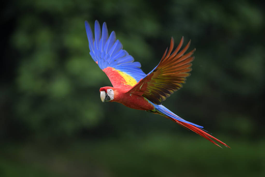 Guacamayo - Imagen 10