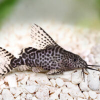 Synodontis Petricola