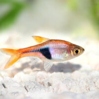 Tetra Arlequín