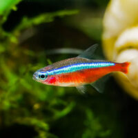 Tetra Cardenal